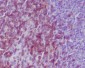 Anti-CD3 epsilon Rabbit Monoclonal Antibody